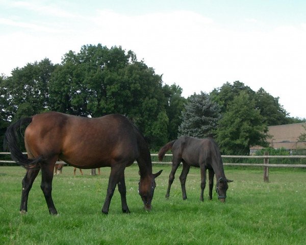 horse Sion (Westphalian, 2007, from Samarant)