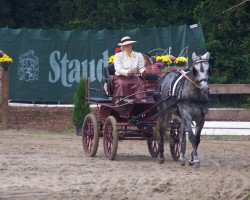 jumper Lady Avalon (Oldenburg, 1998, from Donnerhall)