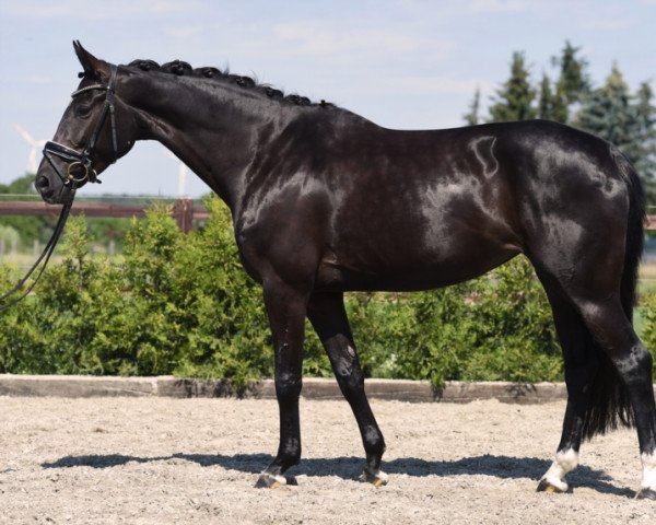 horse Sydney DH (Oldenburg, 2014, from Sezuan)