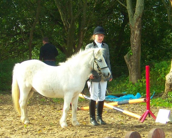 Pferd Sir Leopold (American Classic Shetl. Pony, 1973)