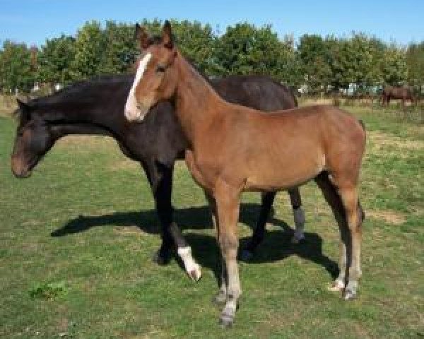 horse Dinero (German Sport Horse, 2008, from D-Online)