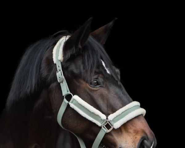 horse Elfenstern CS (Westphalian, 2013, from Ehrenstolz)