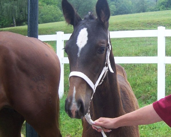 broodmare Contessa (German Sport Horse, 2011, from Conturio)