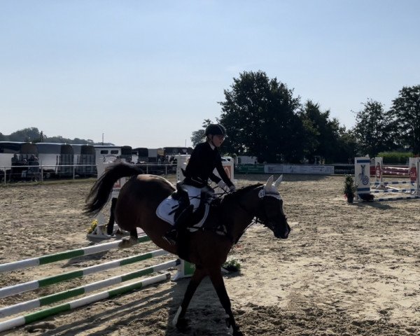 dressage horse Dragonfly 11 (German Riding Pony, 2009, from Destino R)