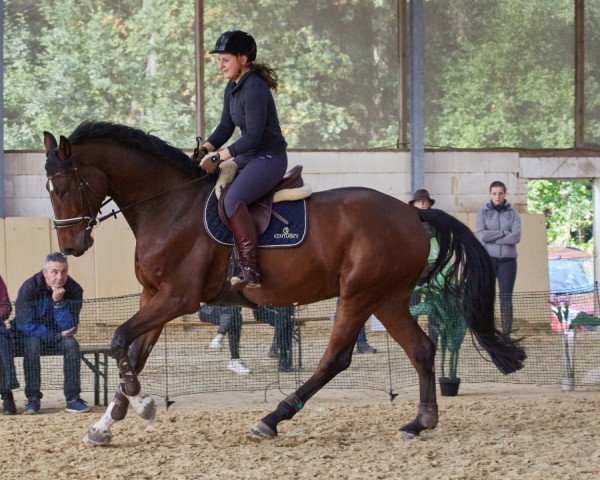 jumper Kobinjo (Holsteiner, 2017, from Kingsroad)