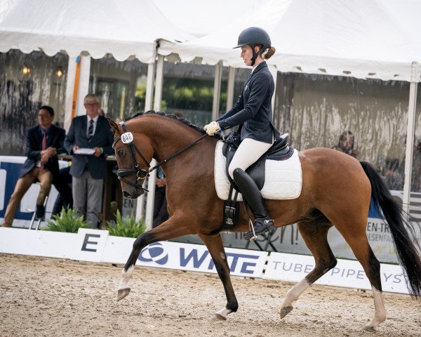 broodmare Dancing Rose (German Riding Pony, 2017, from Dance Star AT NRW)