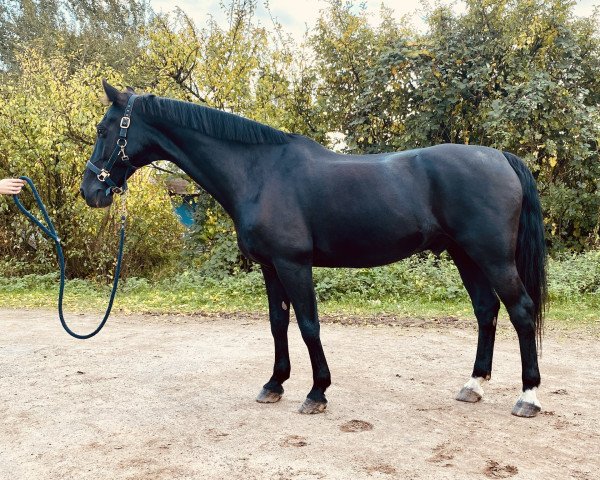 dressage horse Corné (KWPN (Royal Dutch Sporthorse), 2007, from Vaandrager HBC)