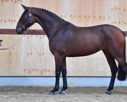 jumper Roxy van 't Heike (Belgian Warmblood, 2017, from Lavallino Ter Klomp)