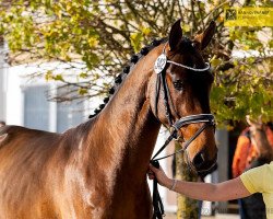 Springpferd Cash M & M (Hannoveraner, 2020, von Comme il Faut)