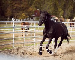 horse Dora (Mecklenburg, 2019, from Durello)