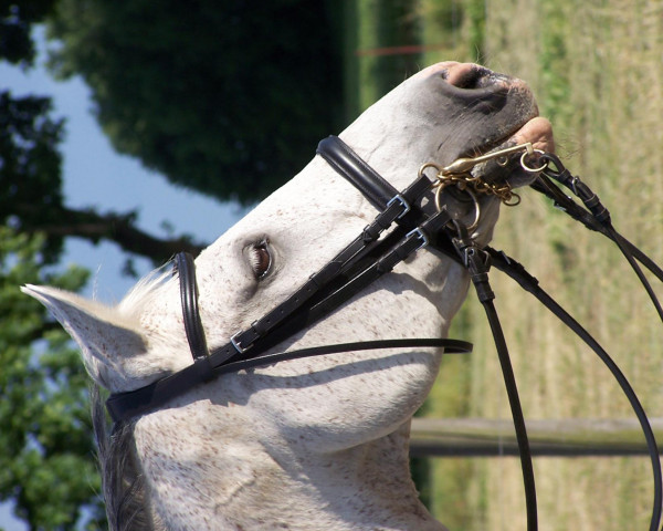 dressage horse Wellington 177 (Hanoverian, 1994, from Westwall)