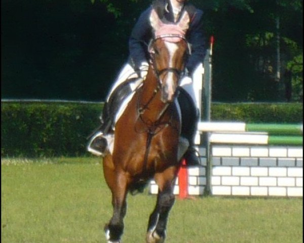 Zuchtstute Satisfaction (Deutsches Sportpferd, 2004, von Sadenio)