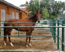 broodmare Mallorca (Bavarian, 2000, from Asti Spumante 7)