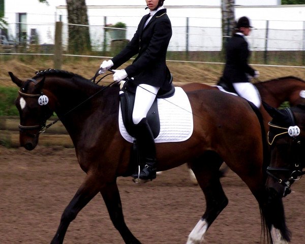 dressage horse Reviero 2 (Hanoverian, 2002, from Rotspon) dressage horse Reviero 2 (Hanoverian, 2002, from Rotspon)