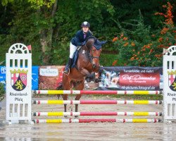 jumper Ned Uno (anglo european sporthorse, 2016, from Neos 2)