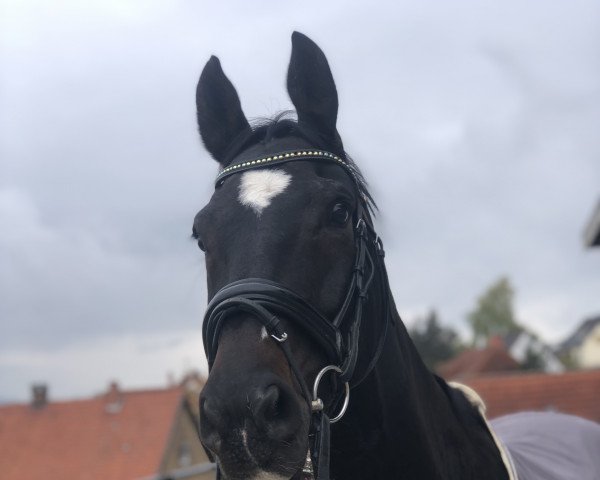 jumper Graf Friedrich (Hanoverian, 2011, from Graf Top)