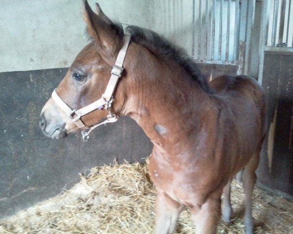 horse Feines Fräulein (German Sport Horse, 2011, from Fürst Wettin)