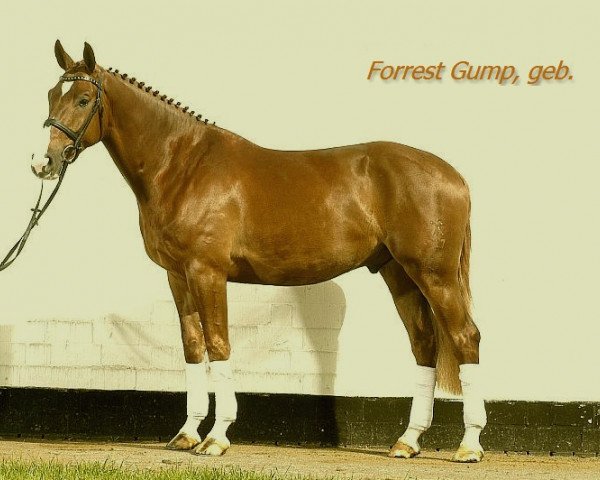 dressage horse Forrest Gump 106 (Hanoverian, 2005, from Fighting Alpha)
