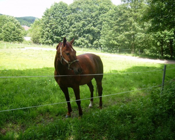 horse Emily 22 (German Sport Horse, 1997, from Melotto)