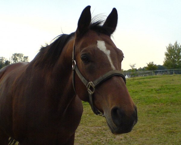 dressage horse Grande (German Warmblood, 1994, from Grossist 1393)