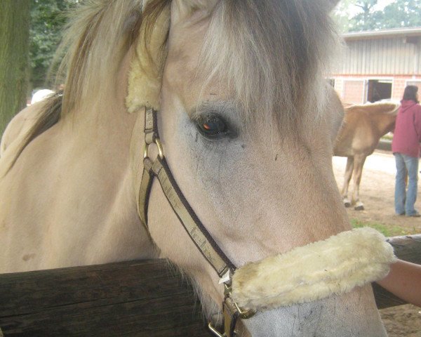 dressage horse Zorro (Fjord Horse, 2000, from Dagobert) dressage horse Zorro (Fjord Horse, 2000, from Dagobert)