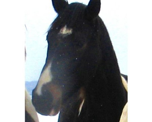 horse Rebell (Rhinelander, 2005, from Riccione)
