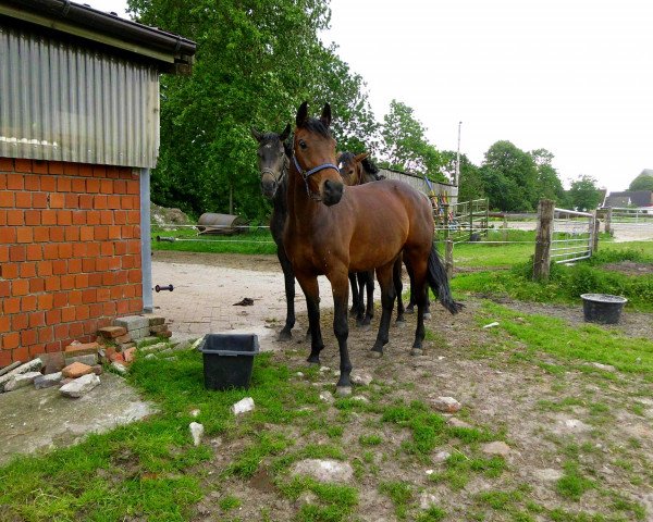 horse Esmiralda (Hanoverian, 2004, from El Bundy)