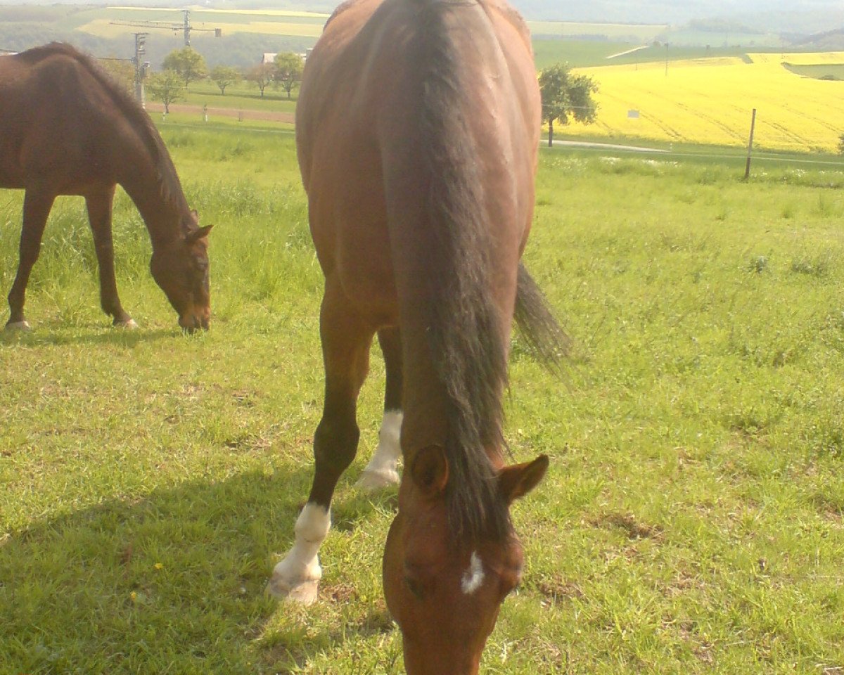 horse Feeling 33 (Zweibrücken, 1996, from Fashion S)
