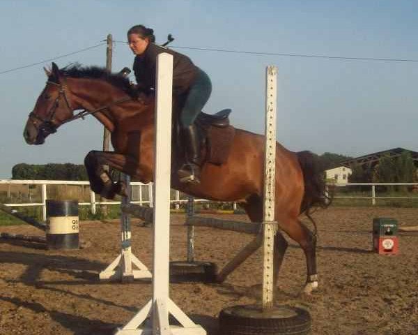 horse Jugano (Mecklenburg,  , from Carkoso)