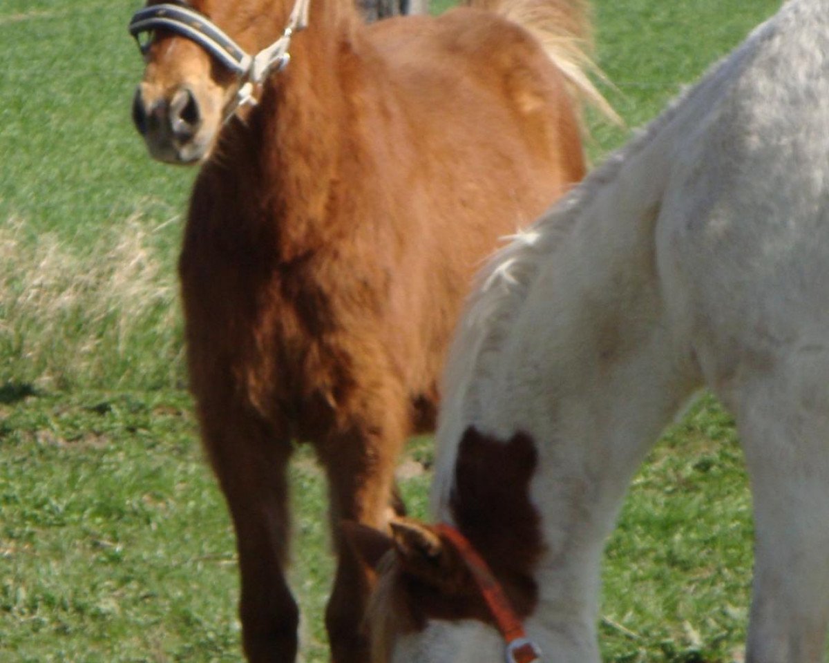 Deckhengst GS Vision of a Ghost (Pinto/Kleines Reitpferd, 2010, von Ghost)