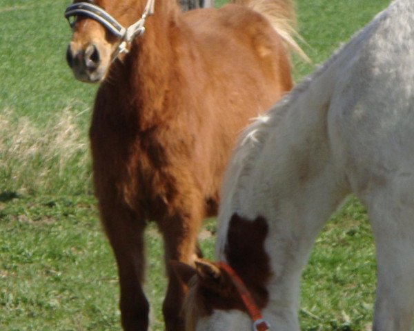 stallion GS Vision of a Ghost (Pinto / Small Riding Horse, 2010, from Ghost)