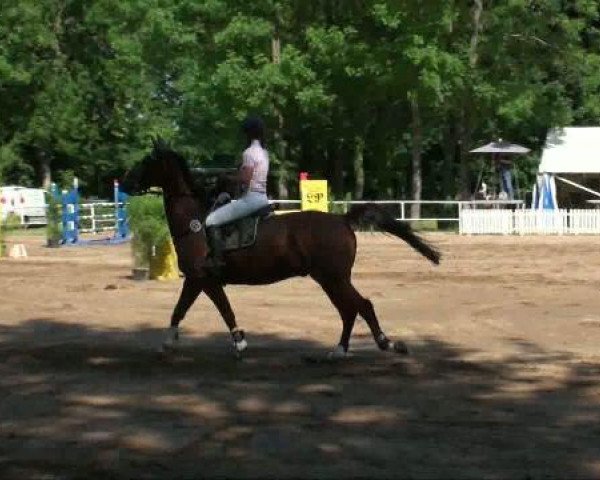 jumper Edelmark (Trakehner, 1999, from Lamarc)