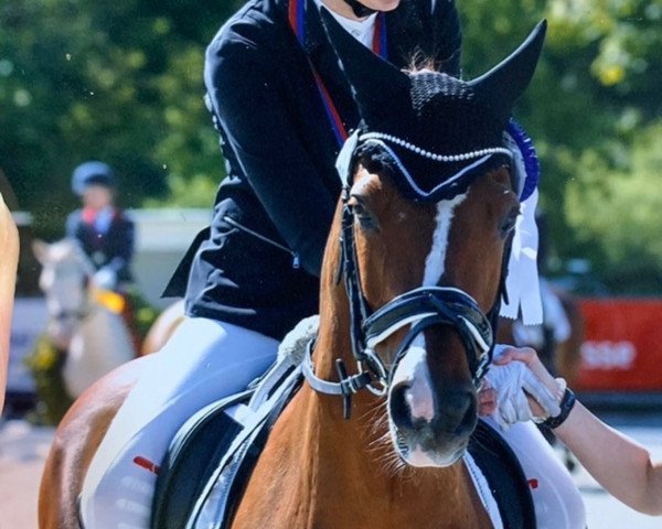 Dressurpferd Namico (Deutsches Reitpony, 2010, von Nobelstar)