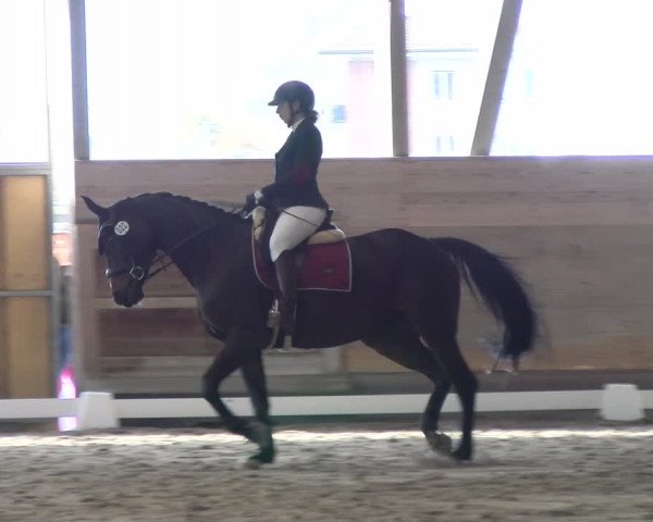 Reitturnier Urtenen-Schönbühl 2022