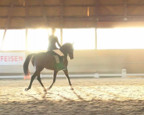 Reitturnier Urtenen-Schönbühl 2022