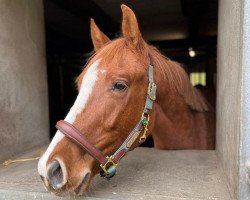 horse Assetilly (Holsteiner, 2020, from Andiamo Semilly)