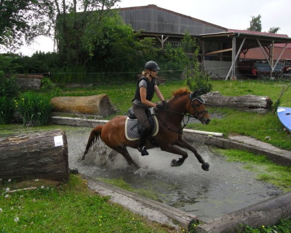 dressage horse Calvados (German Riding Pony, 2006, from Constantin)