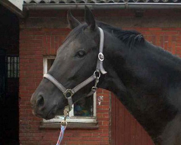 horse Corez xx (Thoroughbred, 2001, from Dictator's Song xx)
