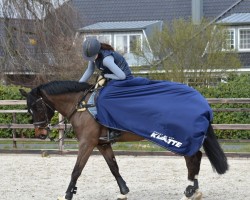 dressage horse Nancho's Noble Dancer (German Riding Pony, 2007, from Heidbergs Nancho Nova)