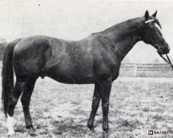 stallion Dziegiel xx (Thoroughbred, 1957, from Szczecin xx)