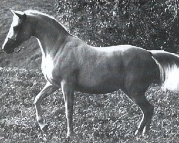 horse Nasturcja ox (Arabian purebred, 1977, from Tryptyk 1965 ox)