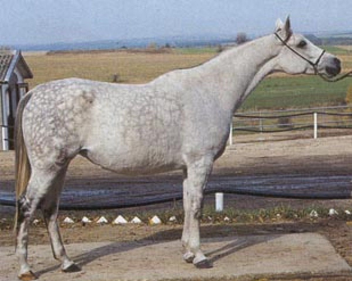 broodmare Nimfa ox (Arabian purebred, 1985, from Partner ox)