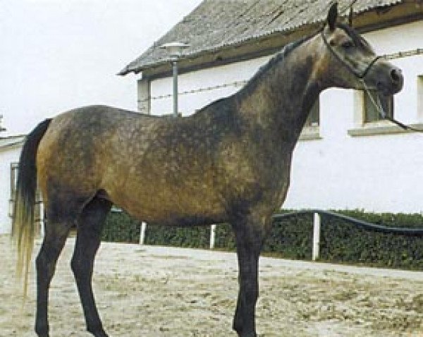 horse Niobe ox (Arabian purebred, 1994, from Pepton ox)