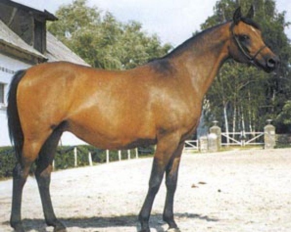 broodmare Nostalgia ox (Arabian purebred, 1987, from Partner ox) broodmare Nostalgia ox (Arabian purebred, 1987, from Partner ox)