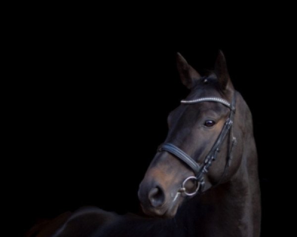 horse Maybe More (Hanoverian, 2008, from More and More)