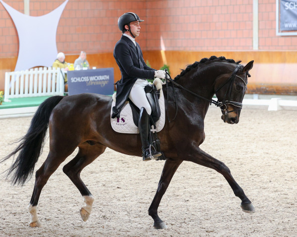 dressage horse Spice Guy E (Rhinelander, 2014, from Sir Donnerhall I)