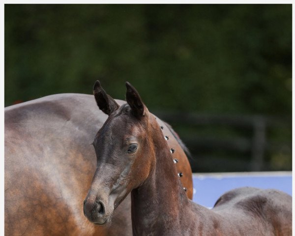 horse Stutfohlen (Oldenburg show jumper, 2022, from Charthago Blue OLD)