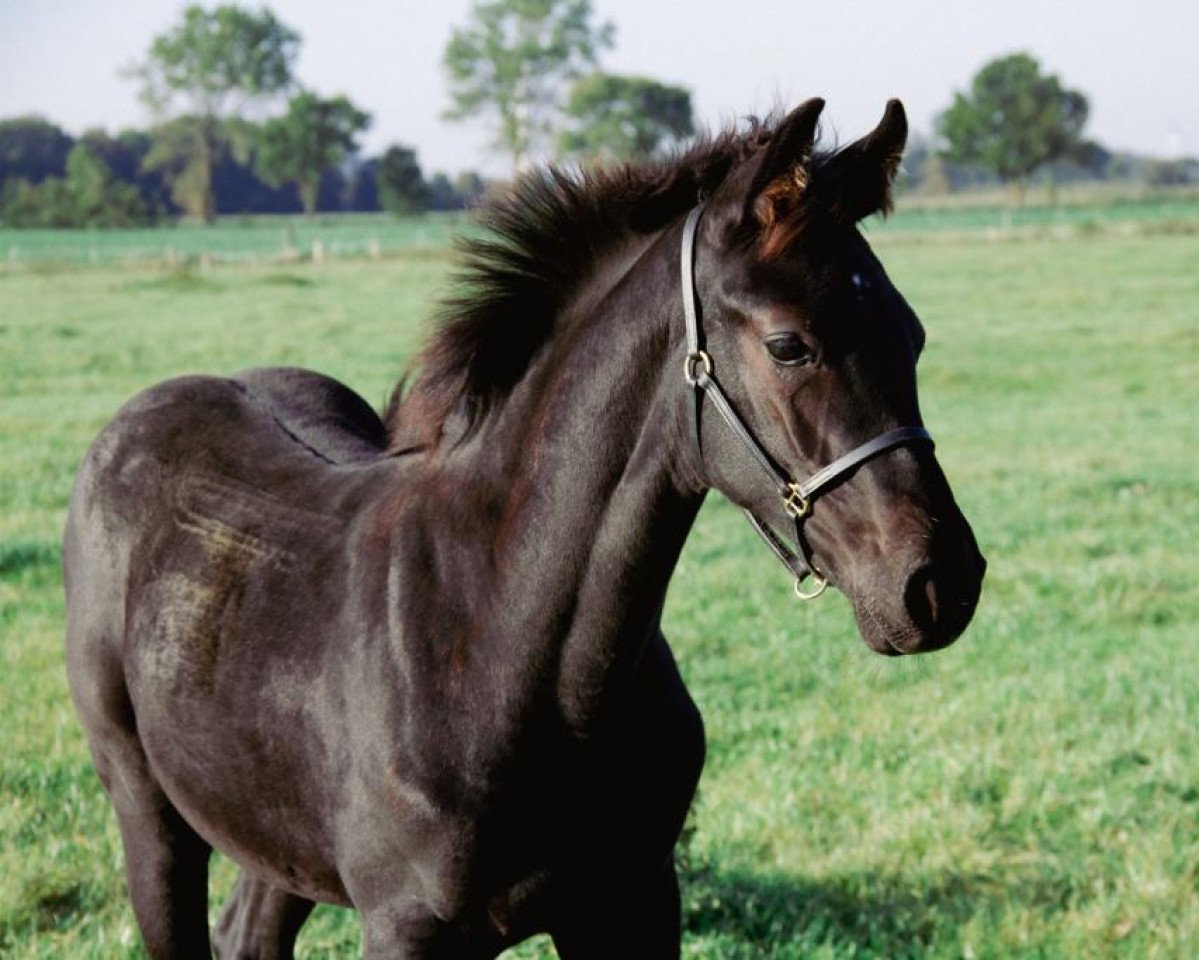 horse Cysar Candid HS (Hanoverian, 2021, from Chacco Chacco)
