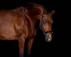broodmare Whitsun KM (Hanoverian, 2002, from White Star)