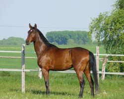 dressage horse Germany 48 (German Sport Horse, 2007, from Gaspari II)